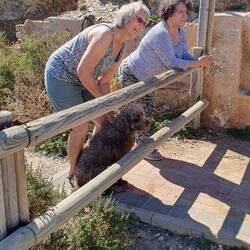 Geglückt Hunderettung