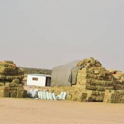 Grass feed for sale along the way for sheep and camels