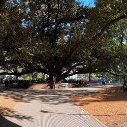 Even with panorama cannot get the entire tree ... Mui provides perspective for its size.