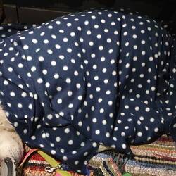 Appel hat gestern Nacht ziemlich gezittert, so dass wir ihn warm eingepackt haben.