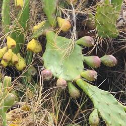 Kakteen inden Gärzen