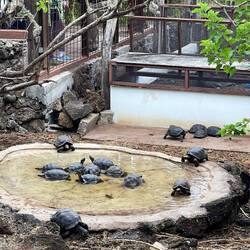 Baby tortoises at the breeding center