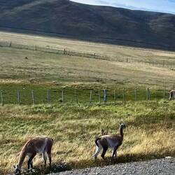 Wir sehen viele Guanakos auf der Fahrt.