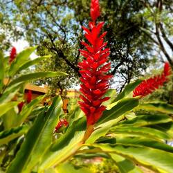 roter Ingwer?