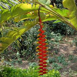Heliconia