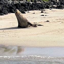 Sea lion at Post Office Bay, Floreana