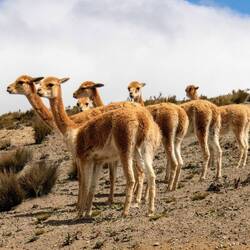 Sind sie nicht goldig 🥰