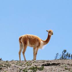 Auf dem Rückweg erspähen wir Vikunjas 🦙