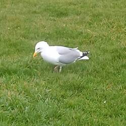 Der Möwe war es egal😀