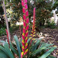 Bromeliaceae