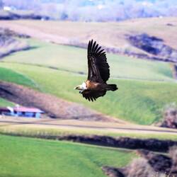 Gänsegeier, Hasparren
