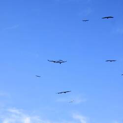 Gänsegeier, Hasparren