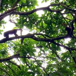 6 Brüllaffen auf den Heimweg