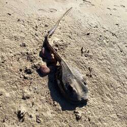 Une raie manta, enfin les restes