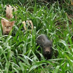 Babywildschweine 😍 in freier Wildbahn