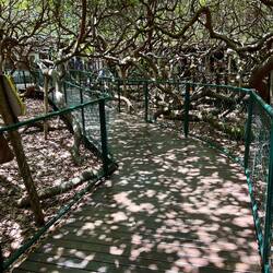 The branches spread over a hectare