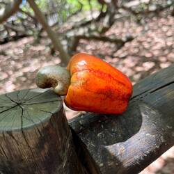 Cashew fruit