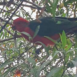 King parrot - a regular visitor