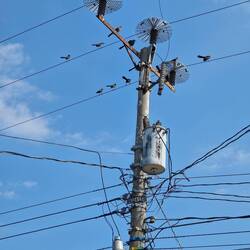 Den Vögeln gefällts