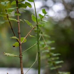 Gut getarnte Stabheuschrecke im Garten 🌿