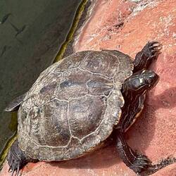 A turtle at the Flamingo Reserve
