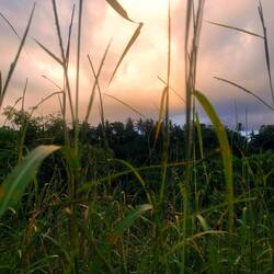 Campuhan Ridge Wanderung in Ubud