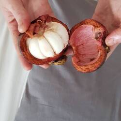 Mangosteen