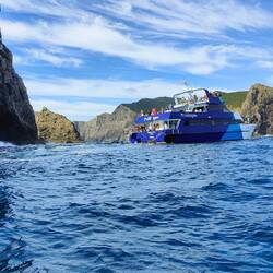 Delfineeee!!!! Da vorneeee!