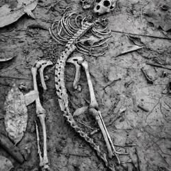 Memento mori: a spider money skeleton