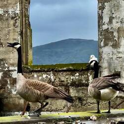 The birdlife love the Officers' Hall now