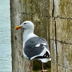 These gulls are so much bigger than our seagulls