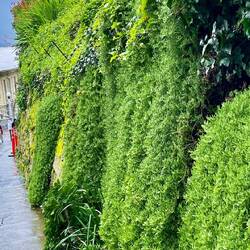 Everything was so green