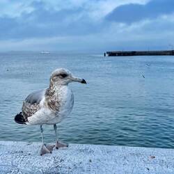 A sea bird of San Fran
