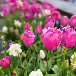 The tulips were just starting to bloom