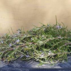 Wilder Rosmarin 😊