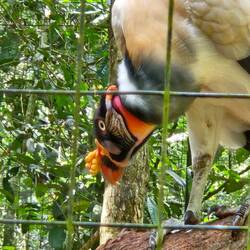 King Vulture