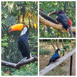 Toucans