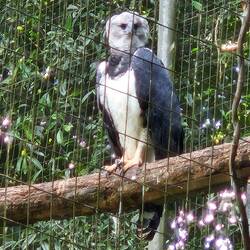 Harpy Eagle