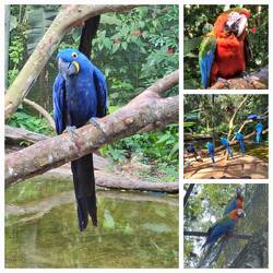 Macaws