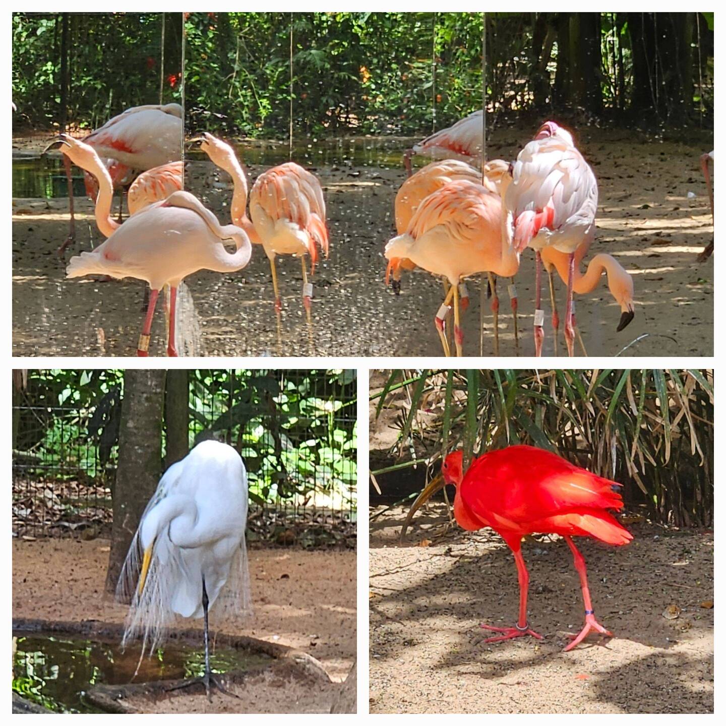 Flamingoes, Egret and Scarlet Ibis