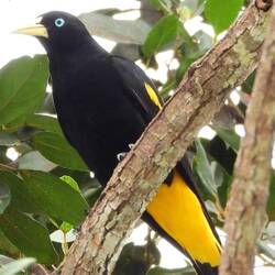 Yellow rumped cacique
