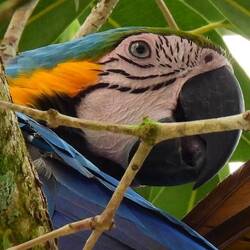 Blue and yellow Macaw