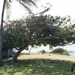 Caribbean almond ** karibischer Mandelbaum