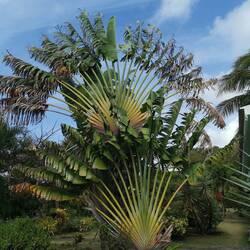 Baum der Reisenden ** Travelers Palm