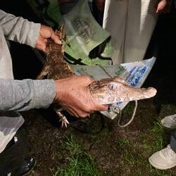 Augusto findet den Kaiman direkt unter der Brücke (Bild vorher)