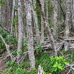 Der Wald wird nirgends aufgeräumt". Die Bäume liegen Jahrzehnte so "herum".