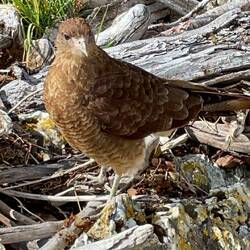 Dieser Vogel hat uns auch lange beobachtet.