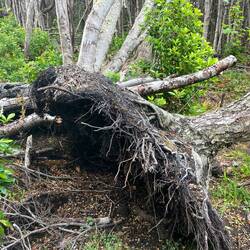 Entwurzelte Bäume gibt es viele.