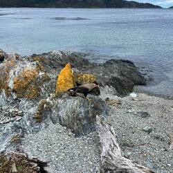 Der Vogel hat eine gute Tarnfarbe.