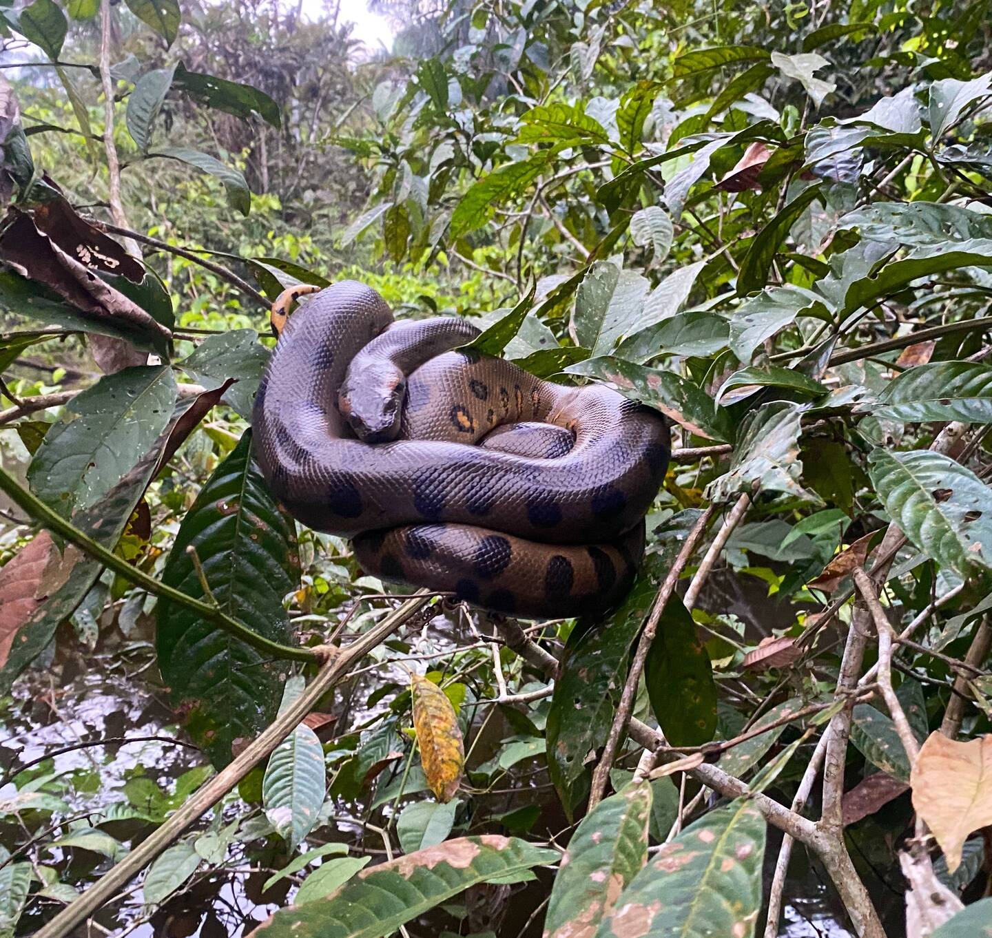 Anaconda